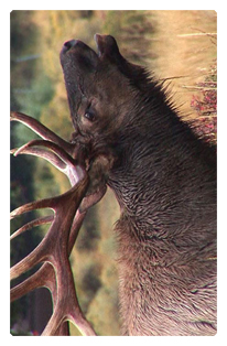 DF35T 313 Gone Hunting (Elk)